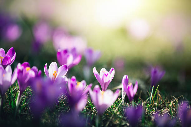 Crocus Flowers Mountain meadow full of blooming crocus flowers. crocus stock pictures, royalty-free photos & images