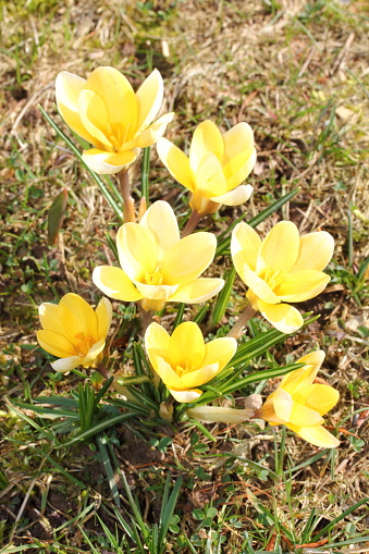 Crocus (English plural: crocuses or croci) is a genus of flowering plants in the iris family comprising 90 species of perennials growing from corms