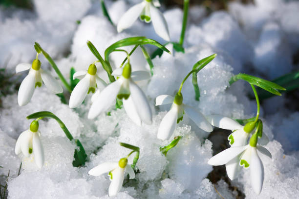 Crocuses growing through the snow at the beginning of spring snowdropsCHECK OTHER SIMILAR IMAGES IN MY PORTFOLIO.... snowdrop stock pictures, royalty-free photos & images