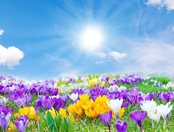 Crocuses in the spring sun A field with colorful crocuses on a sunny spring day april stock pictures, royalty-free photos & images