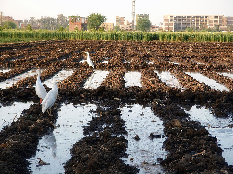 crop growing in Egypt. plus white birds in the scene