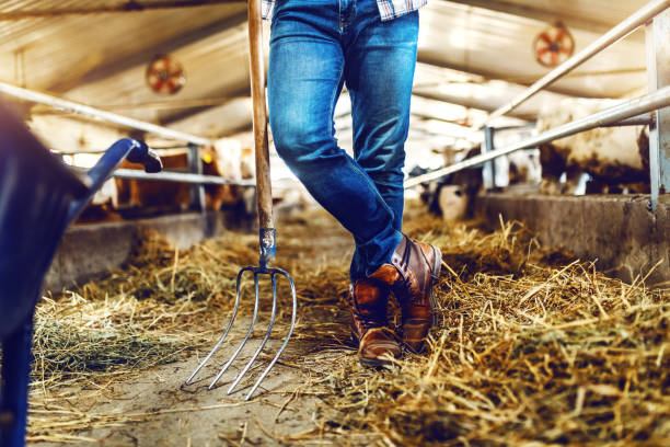 immagine ritagliata di contadino appoggiato alla forchetta di fieno mentre si trova in stalla. sullo sfondo ci sono vitelli e mucche. - allevatore foto e immagini stock