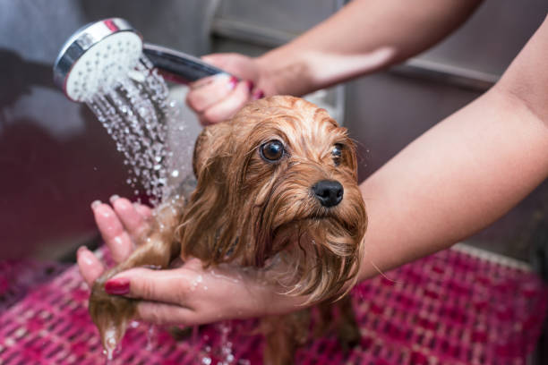 cropped shot of groomer washing small dog in pet salon cropped shot of groomer washing small dog in pet salon yorkie haircuts stock pictures, royalty-free photos & images