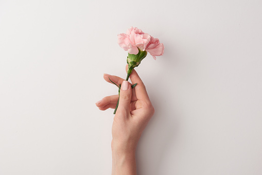 cropped shot of woman holding beautiful pink flower isolated on grey