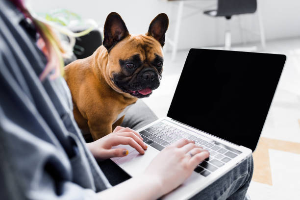 bijgesneden weergave van cute bulldog zittend in de buurt van meisje met behulp van laptop - working from home stockfoto's en -beelden