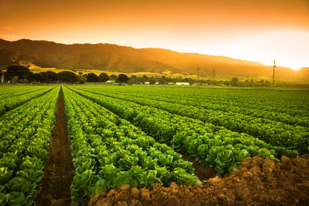 Crops grow on fertile farm land A green row of fresh crops grow on an agricultural farm field in the Salinas Valley, California USA valley stock pictures, royalty-free photos & images