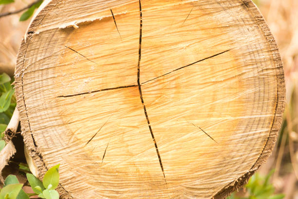Cross section of log stock photo