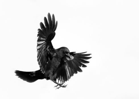 American Crow in Flight - white Background.