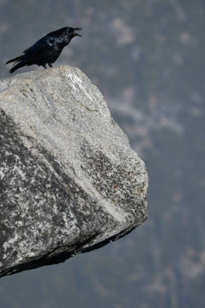 Crow on a granite edge Yosemite view from Glacier point steven harrie stock pictures, royalty-free photos & images