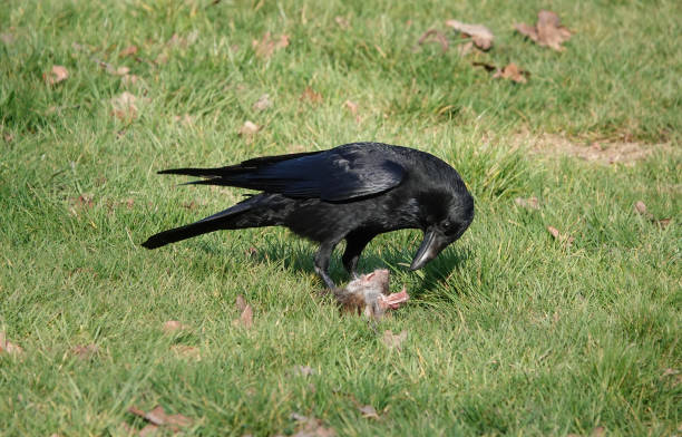 A crow on the ground eating the remains of a dead rat. A crow on the ground eating the remains of a dead rat. carrion stock pictures, royalty-free photos & images