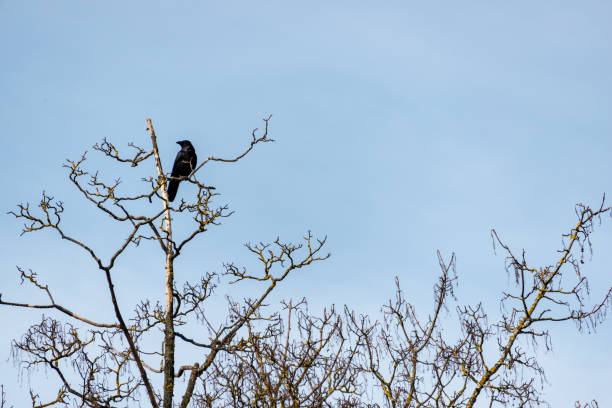 Crow sitting on branch stock photo