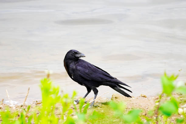 Crow with black plumage on the bank of a lake. Corvus corone stock photo