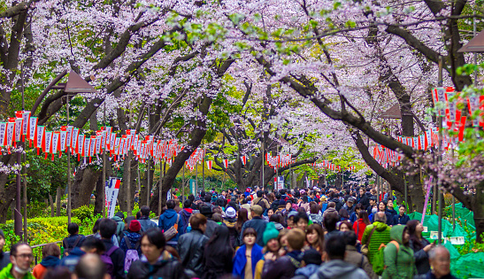 Tokyo, Japan, Apr 2, 2016: Crowded under the beautiful sakura tree or cherry tree tunnel in an autumn public park in Tokyo, Japan.