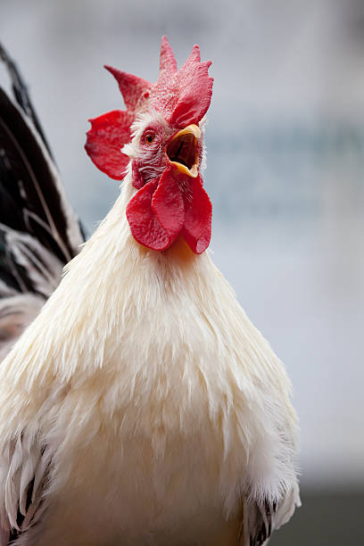 Crowing Rooster stock photo