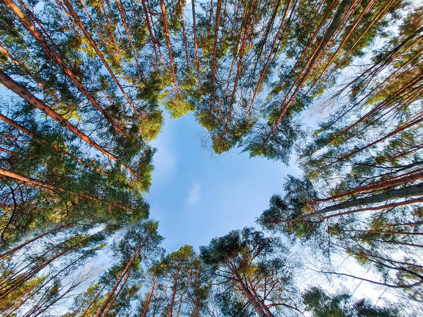 Crown of tall trees in the form of heart. Love for the world, ecology. Environmental conservation concept. stock photo