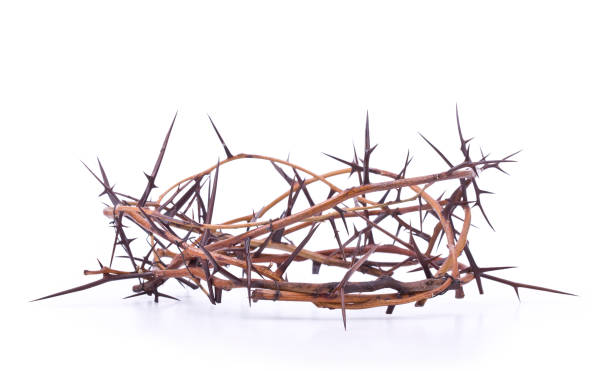 Crown of Thorns (XL) Crown of Thorns crown of thorns stock pictures, royalty-free photos & images