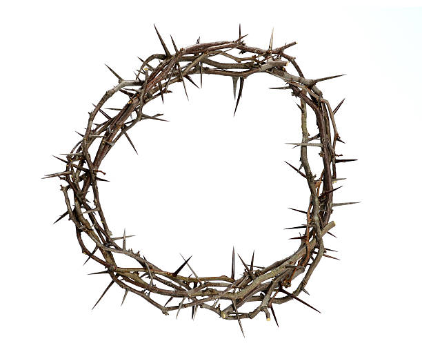 Crown of Thorns Crown of thorns isolated over white background thorn stock pictures, royalty-free photos & images
