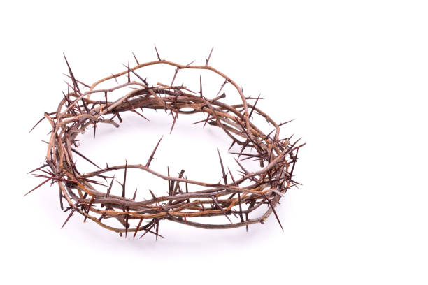 Crown of Thorns Crown of Thorns Isolated thorn stock pictures, royalty-free photos & images