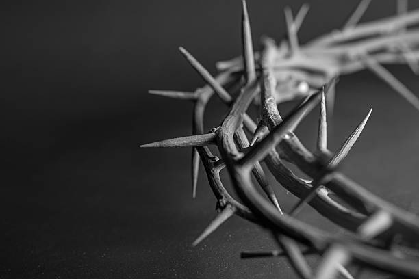 Crown of thorns similar to those forced upon  Christ- BW  good friday stock pictures, royalty-free photos & images