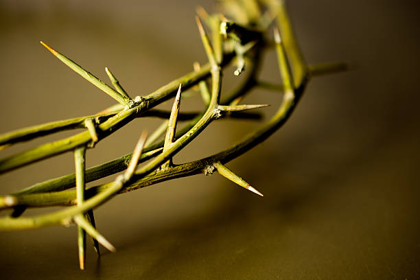 Crown of thorns similar to those forced upon Jesus Christ  good friday stock pictures, royalty-free photos & images