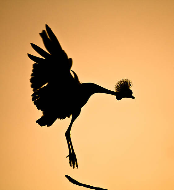 Silhouette of a crowned crane landing on a branch