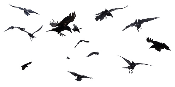 Collage of in flight ravens isolated on white background.
