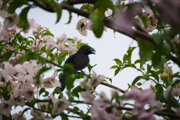 Crows in a flowers tree stock photo