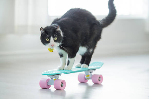 窓の前の明るい白い部屋で屋内でピンクとティールスケートボードに乗ってかわいい黒と白の家畜猫の風変わりなシーン。