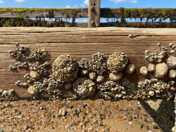 Crustaceans on a wood sea barrier at the beach stock photo