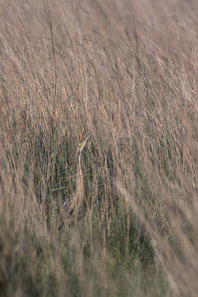 Cryptic heron (pinnated bittern) A large South American heron (Pinnated Bittern, mirasol grande) camouflaged in the tall pastures american bittern stock pictures, royalty-free photos & images