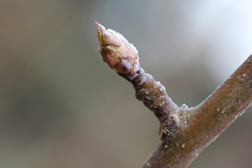 Crystal ice on the bud of pear tree in the spring garden.