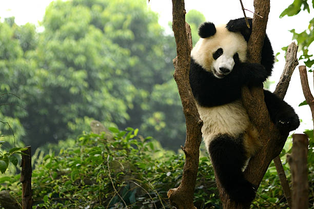 cub de giant panda bear jouant sur arbre chengdu, chine - panda photos et images de collection