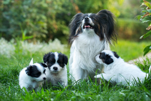 Cubs with mom Little cute puppies papillon on green grass cub stock pictures, royalty-free photos & images