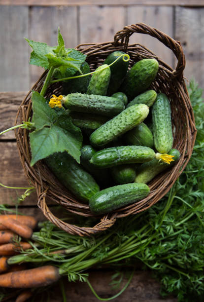 Cucumber background Cucumber harvest. Many cucumbers. Cucumbers from the field. stock photo