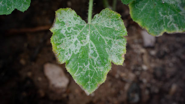 cucumber leaf damage from leaf miner worm cucumber leaf damage from leaf miner worm. Selective Focus cucumber plant insects stock pictures, royalty-free photos & images