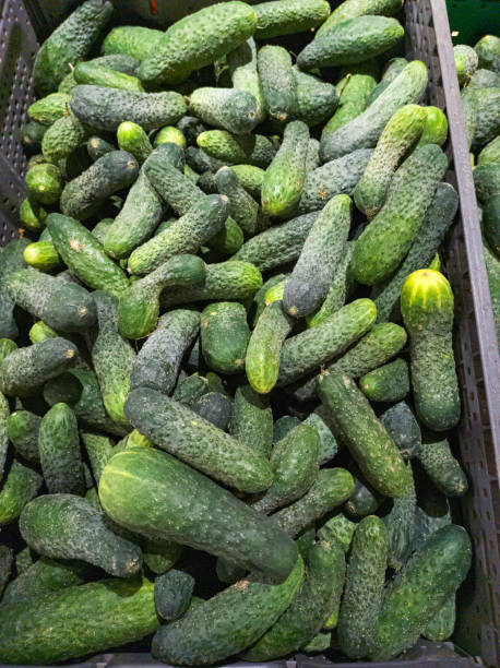 Cucumbers for sale at a night street market. Vertical image. knobby knees stock pictures, royalty-free photos & images