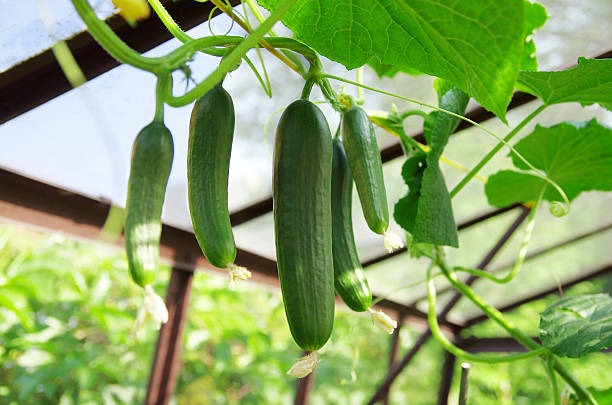 Cucumbers in greenhouse. Growing cucumbers. stock photo