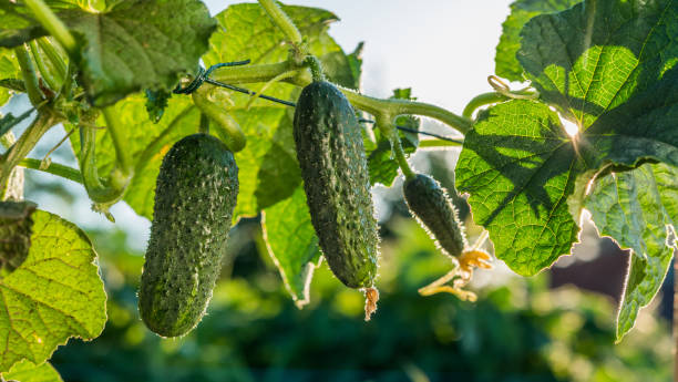 Cucumbers ripen in the sun. Cucumbers ripen in the sun. Cutting products from the farm. cucumber stock pictures, royalty-free photos & images