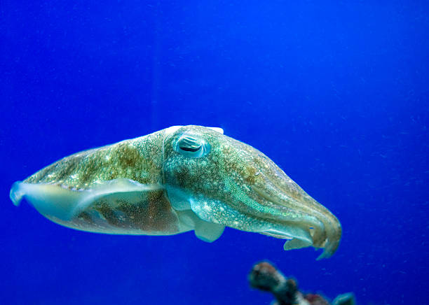 Cuddlefish  bobtail squid stock pictures, royalty-free photos & images