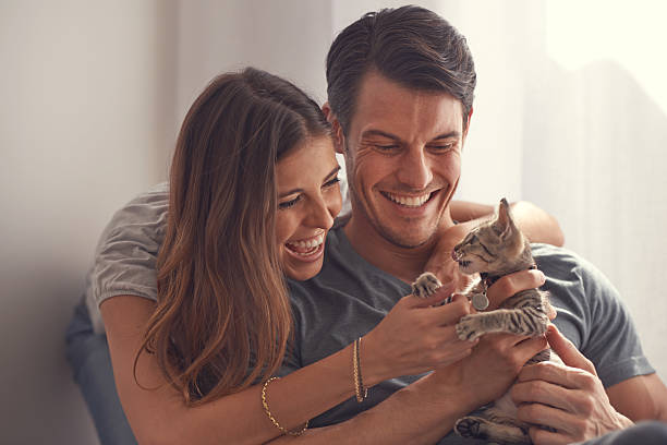 Cuddles and cuteness Shot of a loving young couple sitting with their kitten feline stock pictures, royalty-free photos & images