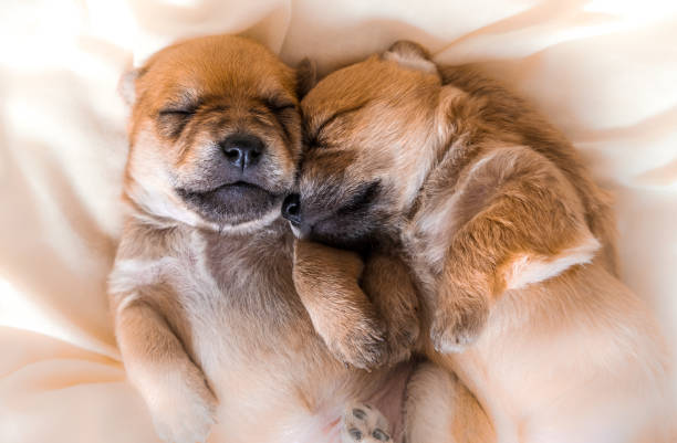 Cuddly Puppies Pictures Stock Photos Pictures Royalty Free Images Cuddly Puppies Pictures Stock Photos Pictures Royalty Free Images
