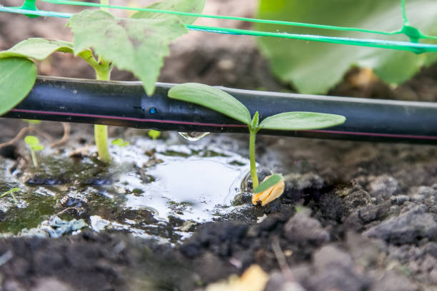 Cultivation of cucumbers, drip irrigation Cultivation of cucumbers in the greenhouse, drip irrigation system close-up irrigation equipment stock pictures, royalty-free photos & images