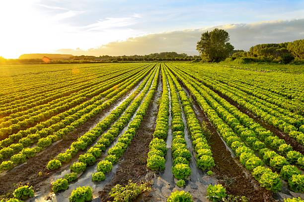 cultivation of lettuce Sunset on lettuce growing field. Vegetable garden in the countryside. lettuce stock pictures, royalty-free photos & images