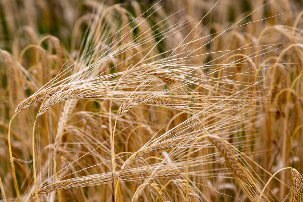 Cultivos de cereales stock photo