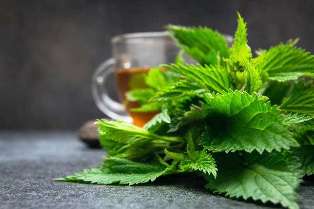 A cup of nettle tea with fresh nettles stock photo