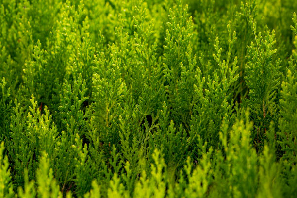 cupressocyparis leylandii, een soort van tuinomheininggrassen - cipres stockfoto's en -beelden