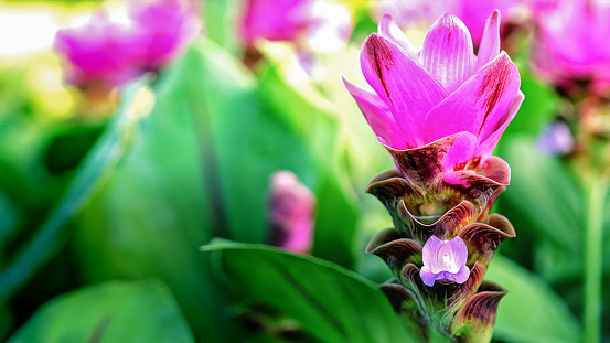 Curcuma Zanthorrhiza Close Up Of Pink Siam Tulip Flowers Curcuma Zanthorrhiza Close Up Of Pink Siam Tulip Flowers