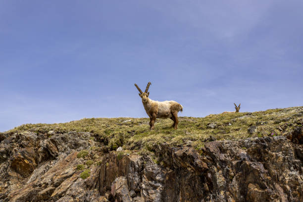 A curious alp ibex At the sabbioni lake hohe tauern range stock pictures, royalty-free photos & images