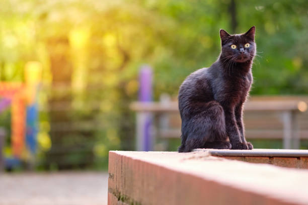 Curious black cat sitting on a red stone wall stock photo