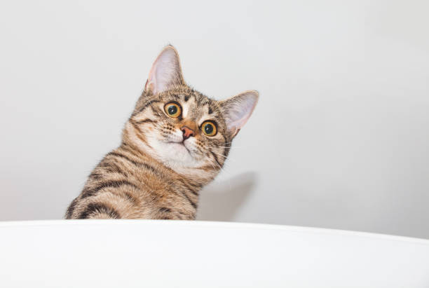 Confused Cat Stock Photos, Pictures & Royalty-Free Images - iStock
